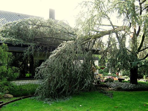 800px-Sturmschaden_vom_Baum_b.jpg