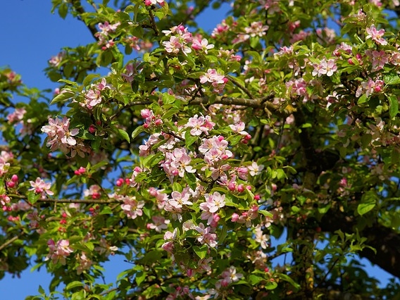 apple-tree-blossom-2292598_640_b.jpg